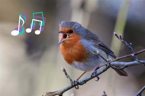 What is a Treble in Music, and Why Does It Sound Like a Bird Singing in the Morning?